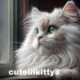 cutelilkitty8: Unraveling the Mystery of Online Personas