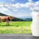 Unveiling the Goodness of WellHealth Organic Buffalo Milk: A Tag of Nutrient-Rich Purity