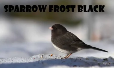 Sparrow Frost Black: Understanding the Mysterious Bird