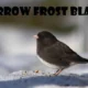 Sparrow Frost Black: Understanding the Mysterious Bird