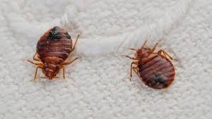 The Top 4 Pests That Require 24-Hour Pest Control Services From Bed Bugs to Cockroaches