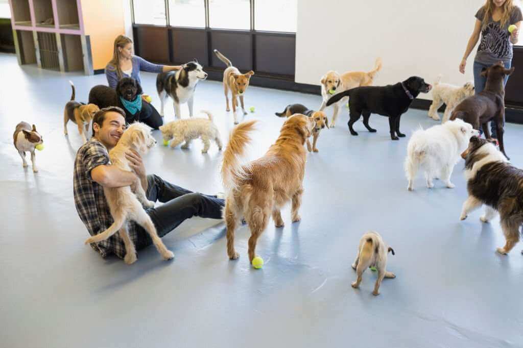 Benefits of Dog Daycare for Working Professionals